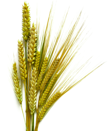 malt